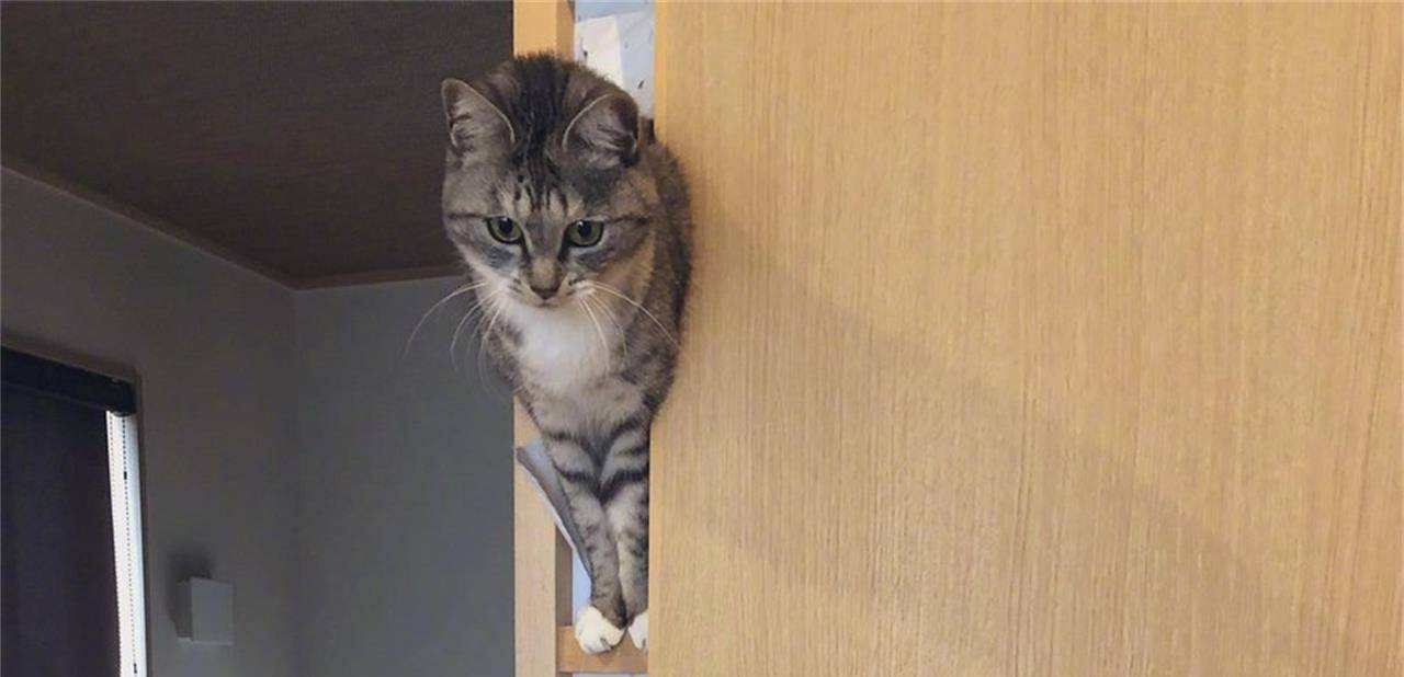 猫咪在家里做错了事怎么办？不要包容理解千万不能打 那样的话一次性处理才正确(图4)