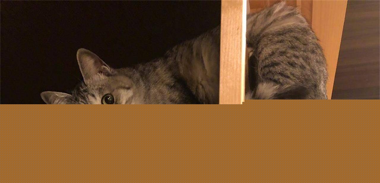 猫咪在家里做错了事怎么办？不要包容理解千万不能打 那样的话一次性处理才正确(图6)