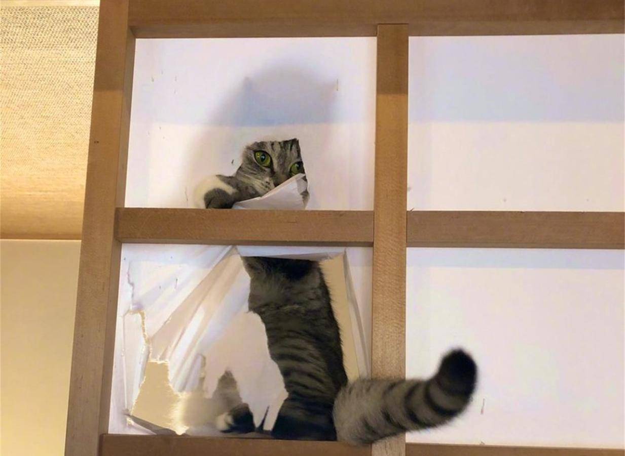 猫咪在家里做错了事怎么办？不要包容理解千万不能打 那样的话一次性处理才正确(图5)