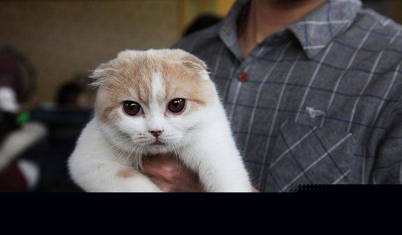 猫咪在家里做错了事怎么办？不要包容理解千万不能打 那样的话一次性处理才正确(图7)