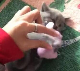 小奶猫紧紧抱玩具鼠萌风云色变 主人想抢过去 而猫咪还怒了了……(图1)