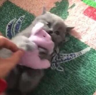 小奶猫紧紧抱玩具鼠萌风云色变 主人想抢过去 而猫咪还怒了了……(图4)