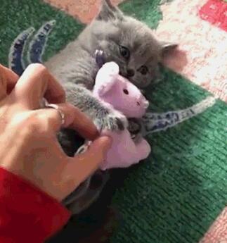 小奶猫紧紧抱玩具鼠萌风云色变 主人想抢过去 而猫咪还怒了了……(图3)