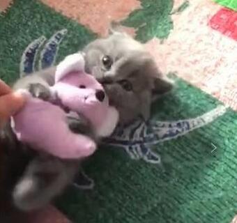 小奶猫紧紧抱玩具鼠萌风云色变 主人想抢过去 而猫咪还怒了了……(图5)