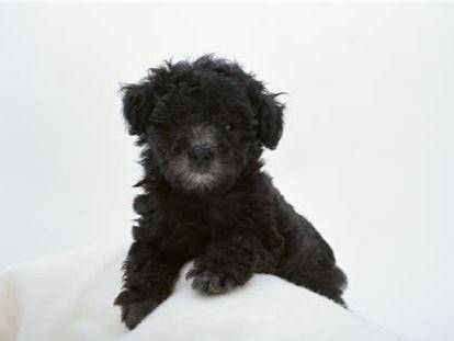 贵宾犬的胎毛不需要剃吗?建议是这样来做(图1)