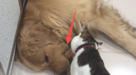 猫咪要想窃走金毛口中的食材 却把它被吵醒了 狗狗快去把食材吞出来(图1)