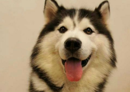 哈士奇跟阿拉斯加的区别 另外这样的“兄弟”(图1)