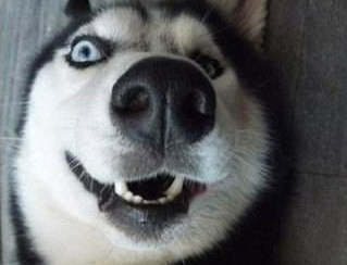 哈士奇跟阿拉斯加的区别 另外这样的“兄弟”(图2)