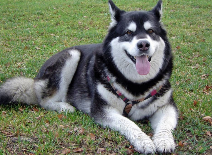 哈士奇跟阿拉斯加的区别 另外这样的“兄弟”(图3)