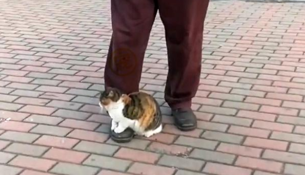 冬日里的流浪猫 渴到吃冰块 为取暖设备抱紧路人不主动放手(图1)
