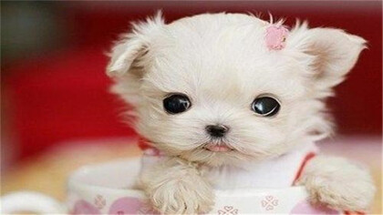 茶杯犬的由来是什么(图1)