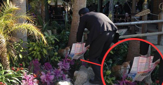 猫咪误入迪士尼暖心员工那叠纸地图所遗指引出口(图1)