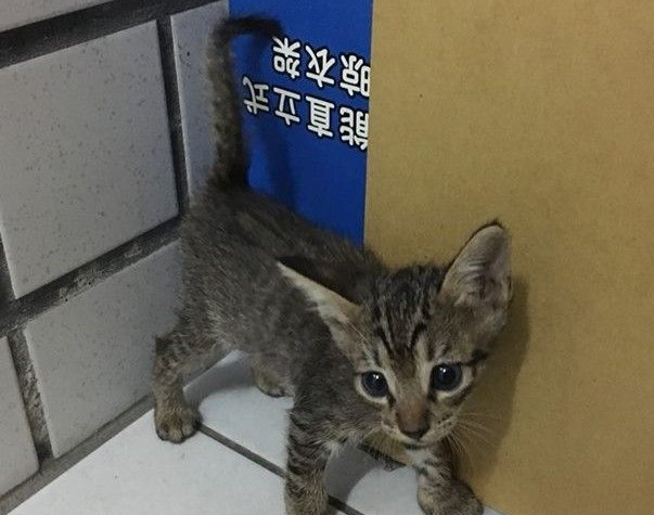 2只猫咪被遗弃在垃圾子母车遇好心暖爸救回(图2)