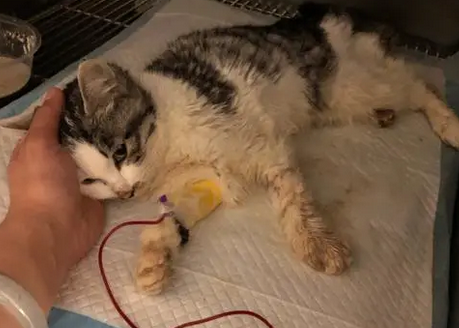 怎么可以确定是猫瘟我还是肠胃不好？你们明白吗？(图1)