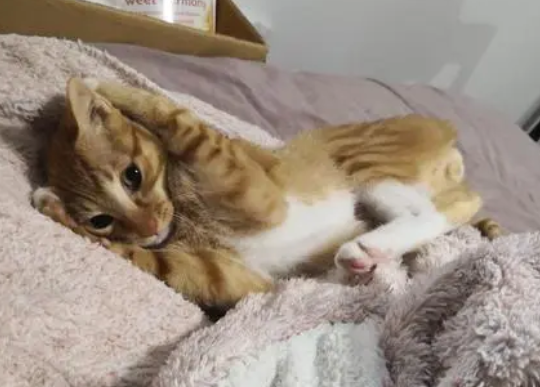 怎么可以确定是猫瘟我还是肠胃不好？你们明白吗？(图2)