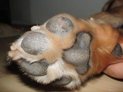 狗脚掌肉垫破了该怎么办啊(图1)