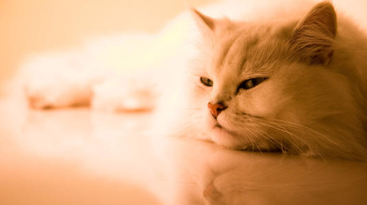 猫鼻支这个可以治愈吗？如何预防猫鼻支(图1)