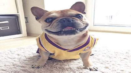 法斗体长标准是多少(图1)