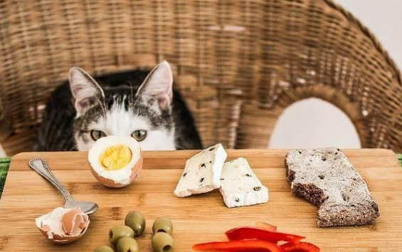 猫主子吃鱼可以搭配什么呢蔬果最好 你不知道吗?(图1)