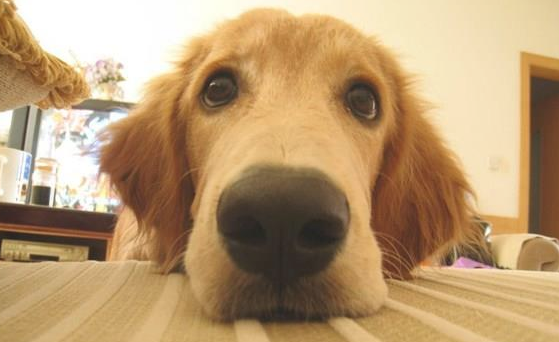 怎莫要让小狗上沙发 是需要耐心训练！(图1)