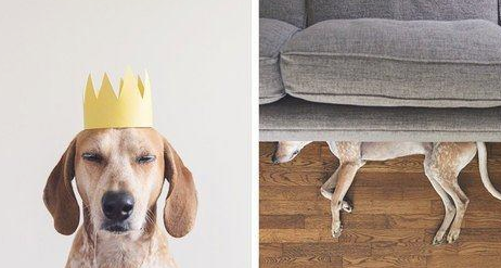 怎莫要让小狗上沙发 是需要耐心训练！(图2)