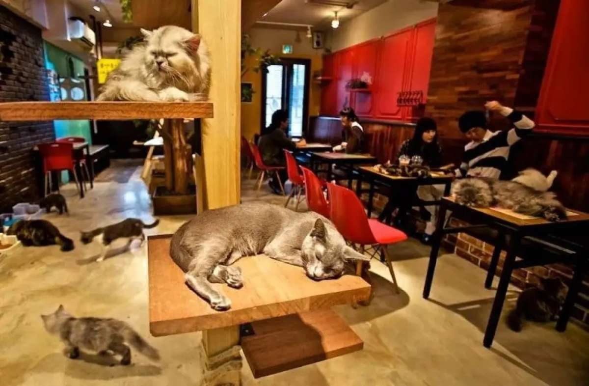 天津市市场监部门回应:“猫咖店为什么没法会出现狗狗”(图1)