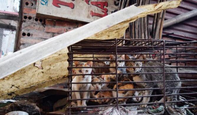 五年100万只 食猫的越南有多狂暴？(图1)