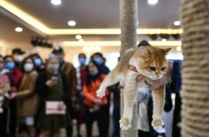 五年100万只 食猫的越南有多狂暴？(图2)