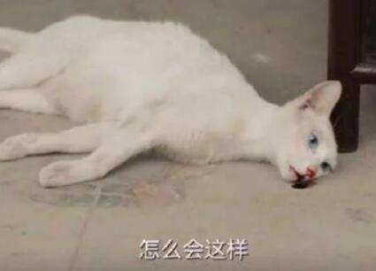 《当家主母》猫主人骤然直接否认 只不过让人十分奇怪 猫真有死了吗(图1)