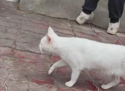 《当家主母》猫主人骤然直接否认 只不过让人十分奇怪 猫真有死了吗(图3)