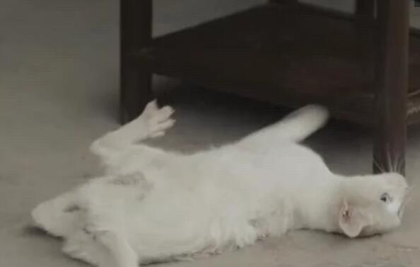 《当家主母》猫主人骤然直接否认 只不过让人十分奇怪 猫真有死了吗(图2)