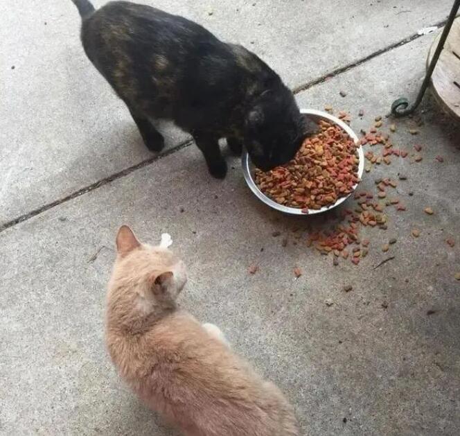 家猫我爱上了了流浪天涯橘猫 你勇敢将男友带回家 主人称赞家猫有眼光!(图2)