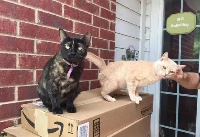 家猫我爱上了了流浪天涯橘猫 你勇敢将男友带回家 主人称赞家猫有眼光!(图1)