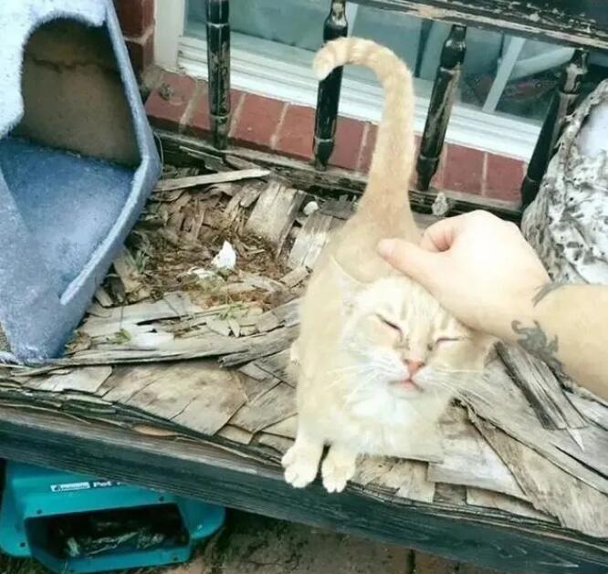 家猫我爱上了了流浪天涯橘猫 你勇敢将男友带回家 主人称赞家猫有眼光!(图3)