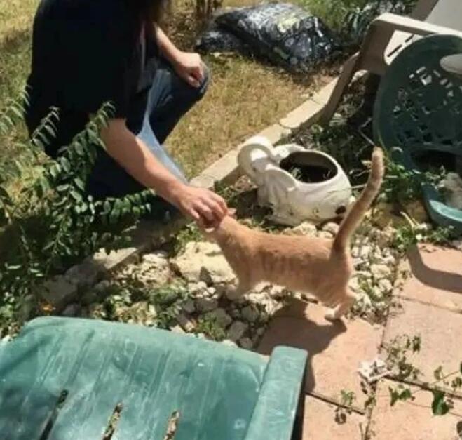 家猫我爱上了了流浪天涯橘猫 你勇敢将男友带回家 主人称赞家猫有眼光!(图4)
