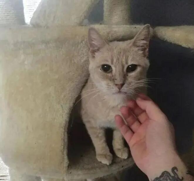 家猫我爱上了了流浪天涯橘猫 你勇敢将男友带回家 主人称赞家猫有眼光!(图5)