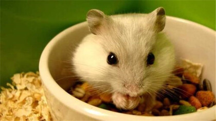 养仓鼠不需要准备什么东西东西(图1)