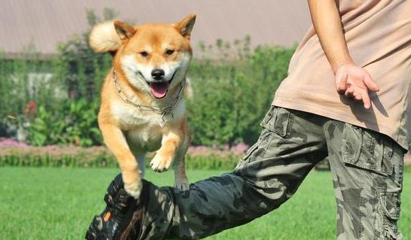 教训狗狗时 又不能犯的5个错误！(图1)