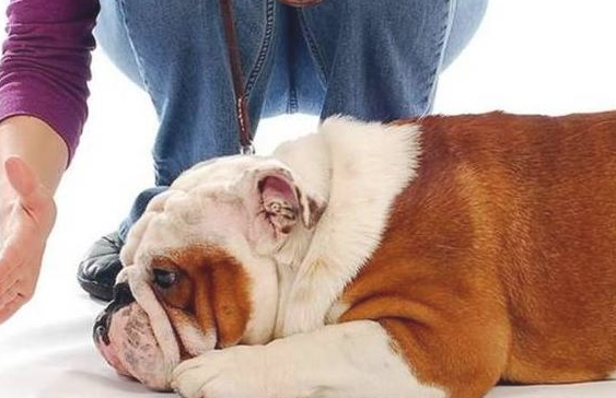 教训狗狗时 又不能犯的5个错误！(图2)