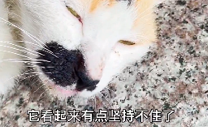 小猫坐在便利店门口 以内张望盯着路人:也可以给我一口吃的吗?(图2)