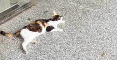 小猫坐在便利店门口 以内张望盯着路人:也可以给我一口吃的吗?(图5)
