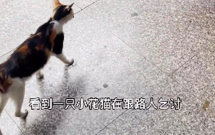 小猫坐在便利店门口 以内张望盯着路人:也可以给我一口吃的吗?(图4)