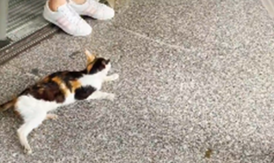 小猫坐在便利店门口 以内张望盯着路人:也可以给我一口吃的吗?(图6)