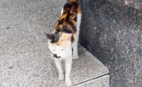 小猫坐在便利店门口 以内张望盯着路人:也可以给我一口吃的吗?(图7)