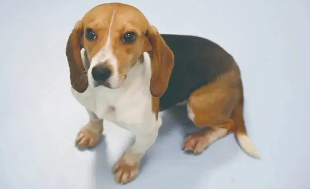 怎莫帮忙照顾老年妇女狗？达标的铲屎官不能不看(图1)