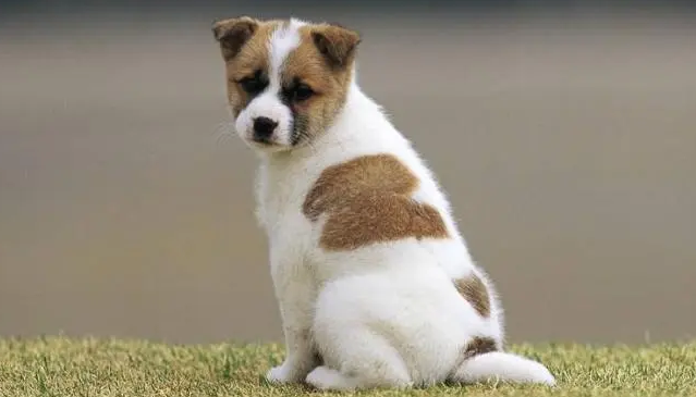 怎莫帮忙照顾老年妇女狗？达标的铲屎官不能不看(图2)