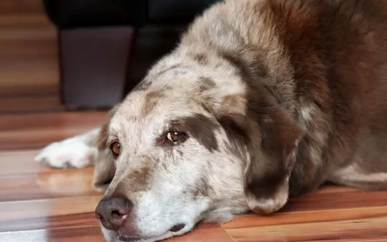 狗在临终前会跟你告别 有这5种主要表现出来 好好地珍惜(图2)