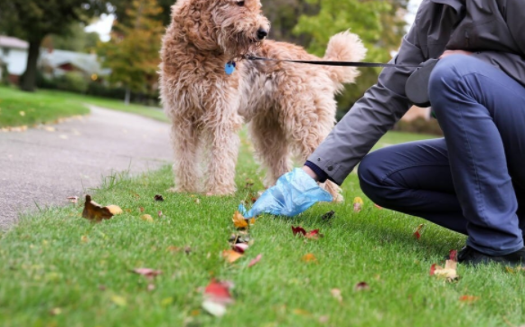 带狗狗遛弯 这几个方法不可以有!(图1)