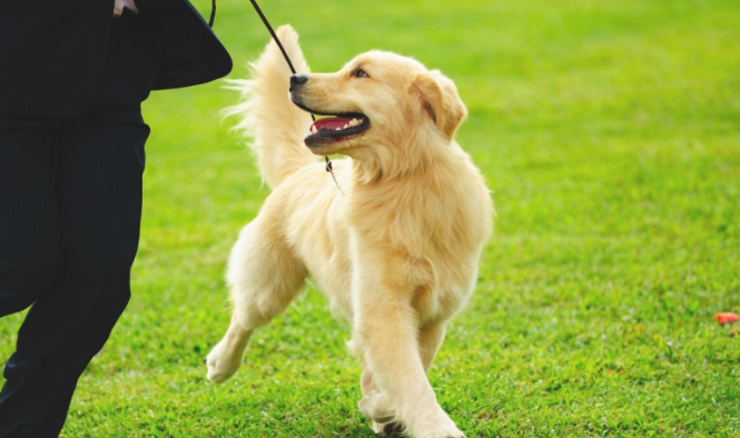 带狗狗遛弯 这几个方法不可以有!(图2)