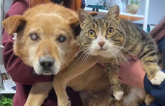 猫咪和失明狗狗的8年友情 生死相依(图2)